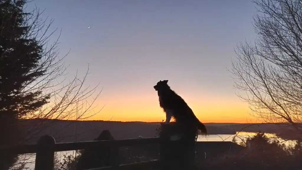 River Bandon sunset with dog(Max)